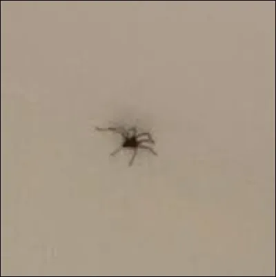 Quelle est la signification de l'expression familière "avoir une araignée au plafond" ?