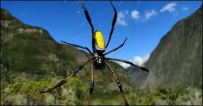 De quelle classe font partie les araignées ?