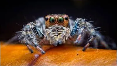 Combien de paires de pattes possède l'araignée ?