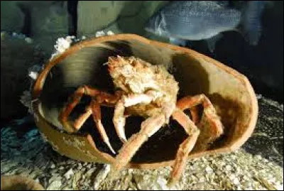 Comment s'appelle ce crabe comestible, aux pattes très longues et ayant pour nom usuel "araignée de mer" ?