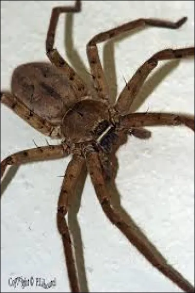 Comment s'appelle cette araignée marron des régions tropicales vivant dans les jardins et les maisons et prédatrices des blattes ?
