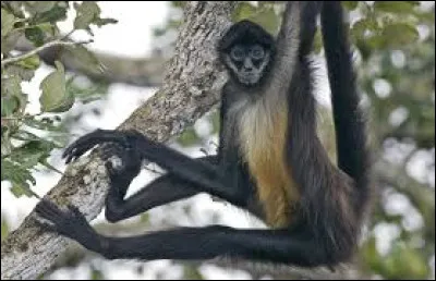 Quel singe d'Amérique du Sud est aussi appelé "singe-araignée" ?