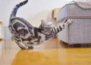 Quiz Connais-tu bien toile du Lopard ?