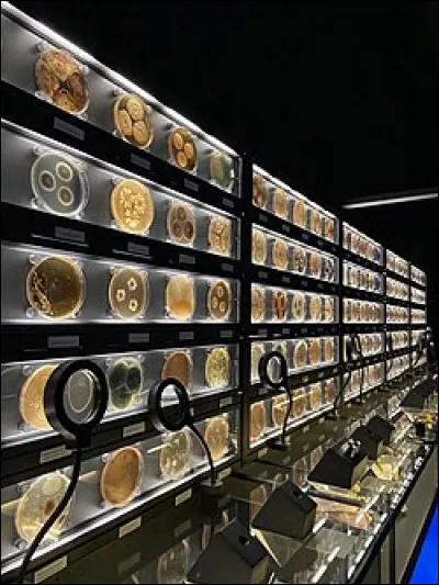 Qui fut le 161e pape ?