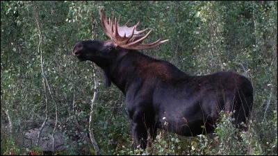 Lequel de ces livres est un roman posthume, inachev&eacute;, de Vladimir Nabokov ?