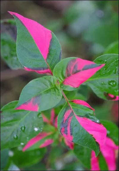 Tu préfères la couleur :