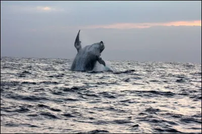 O&ugrave; se trouve la golfe de Guin&eacute;e ?