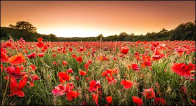 Les p&eacute;tales des coquelicots sont toujours de couleur rouge.