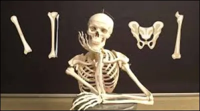 Dans le corps humain, l'os appel&eacute; "radius" se situe dans la jambe.