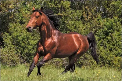 Quelle est ta race de chevaux pr&eacute;f&eacute;r&eacute;e parmi celles-ci ?