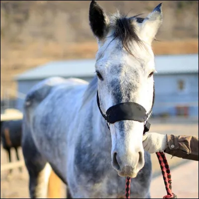 &Agrave; quoi aimes-tu comparer ton cheval ?