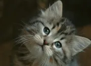 Test Qui serais-tu dans la LDC ?