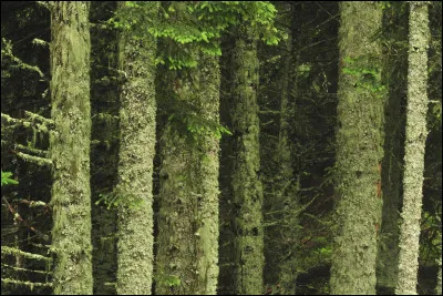 Et pour finir, une &eacute;pid&eacute;mie se r&eacute;pand dans le territoire voisin. Que fais-tu ?
