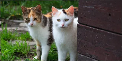 Il y a des chatons qui ont cinq lunes (Petite Grive et Petit Cerf) et qui te disent que tu seras un guerrier incapable de servir son clan correctement. Tu leur r&eacute;ponds...