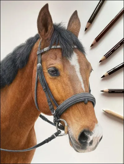 Est-ce que l'équitation est un sport ?