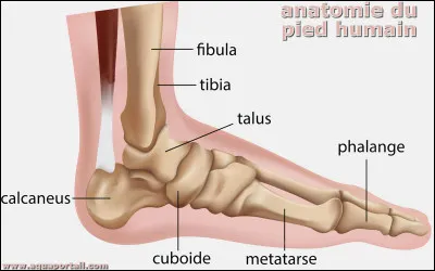 Peut signifier que ...