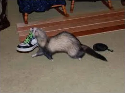 Cet animal devrait vous orienter vers ...