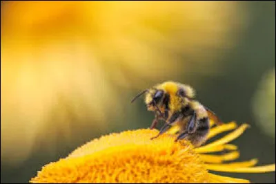 Comment dit-on l'abeille en anglais ?