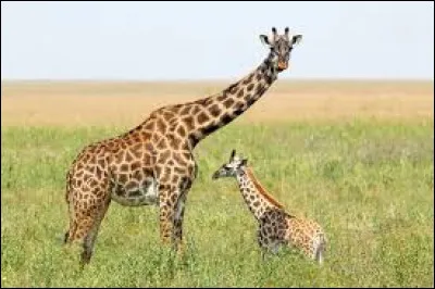 Quelle est la dur&eacute;e de la gestation d'une girafe ?
