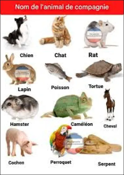 Les hamsters, les tortues ou les poissons : quel animal de compagnie est le plus populaire ?