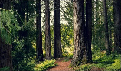 Quelle est la plus grande forêt au monde ?