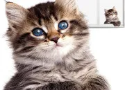 Quiz Connais-tu Feuille de Lune ?