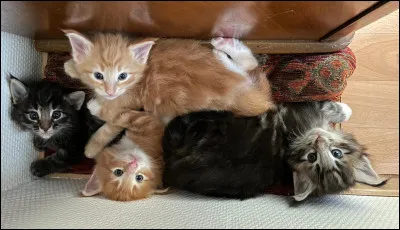 Combien a-t-elle de chatons ?