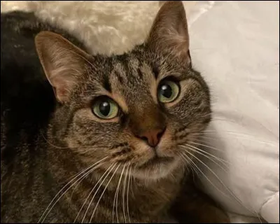 Museau Cendr&eacute; est le mentor de :