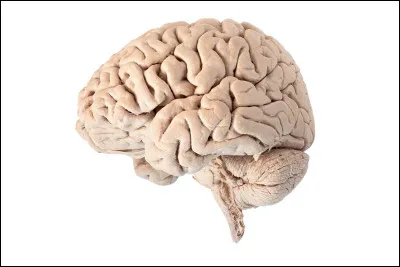 Quelle esp&egrave;ce Homo avait le cerveau le plus grand ?