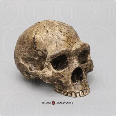 L'homo erectus, surnomm&eacute; homme dress&eacute; est localis&eacute; en Asie de -2 millions d'ann&eacute;es &agrave; -50 000 ann&eacute;es. C'est le premier &agrave; utiliser le feu et les armes de chasse, m&ecirc;me s'il a fabriqu&eacute; les m&ecirc;mes armes et outils pendant des milliers d'ann&eacute;es.Quelle est sa particularit&eacute; ?