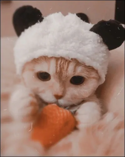 Si un animal devait inspirer tes cheveux, lequel ce serait ?