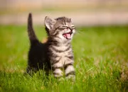 Quiz Feuille de Lune ou Poil d'Ecureuil ?