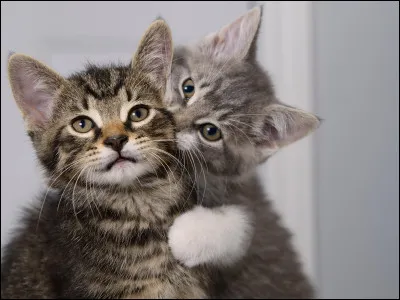 Quel est le lien entre Feuille de Lune et Poil d'&Eacute;cureuil ?