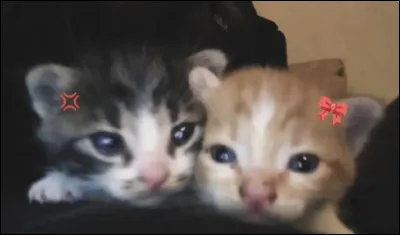 Je suis partie des clans avec mon compagnon...