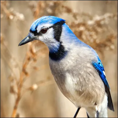 Je fait partie d'une prophétie avec mon frère et ma sur, et nous sommes les petits-enfants d'Étoile de Feu...