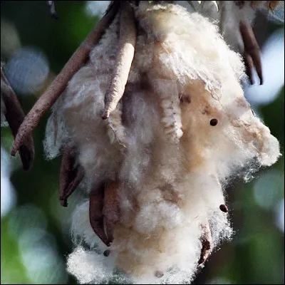Quel arbre tropical est &eacute;galement appel&eacute; kapokier parce qu�il produit une fibre v&eacute;g&eacute;tale appel&eacute;e kapok ?