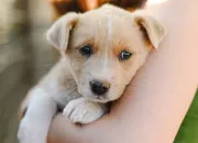 Quiz Quiz Rapidit� - Animaux