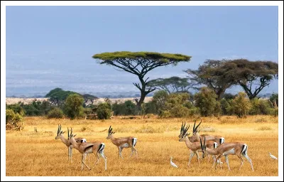 Quel animal est le roi de la savane ?