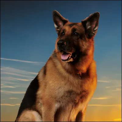 Quel est le nom de ce c&eacute;l&egrave;bre chien de t&eacute;l&eacute;vision ?