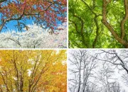 Test Quelle saison es-tu ?