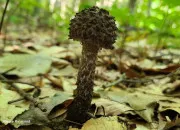 Quiz Quiz Nicologue champignons sauvages Qc. 19