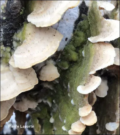 Chez les ascomyc&egrave;tes, o&ugrave; se d&eacute;veloppent les spores sexuelles appel&eacute;es ascospores  ?