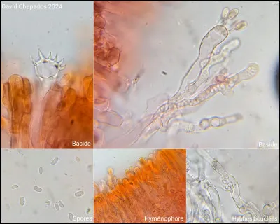 Chez les basidiomyc&egrave;tes, les spores sont produites :