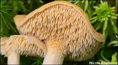 Quel type d'hym&eacute;nophore trouve-t-on chez les hydnes ?