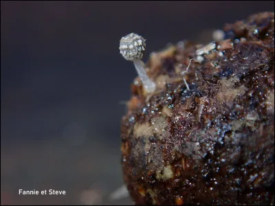 Les champignons coprophiles se d&eacute;veloppent principalement :