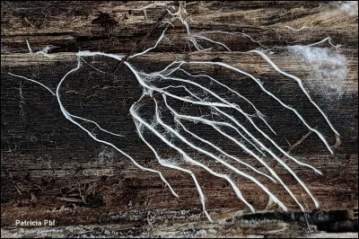 Le myc&eacute;lium d�un champignon correspond :