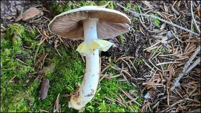 Chez certains champignons &agrave; lames, la pr&eacute;sence d�un anneau sur le pied est le r&eacute;sultat :