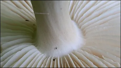 Un champignon &agrave; lames libres signifie que :