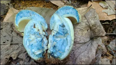 Chez plusieurs esp&egrave;ces, le bleuissement de la chair est caus&eacute; par :