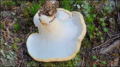 Chez les Basidiomyc&egrave;tes, quel caract&egrave;re de l'hym&eacute;nium est le plus d&eacute;terminant pour classer un champignon dans les agarics, les polypores ou les hydnes ?